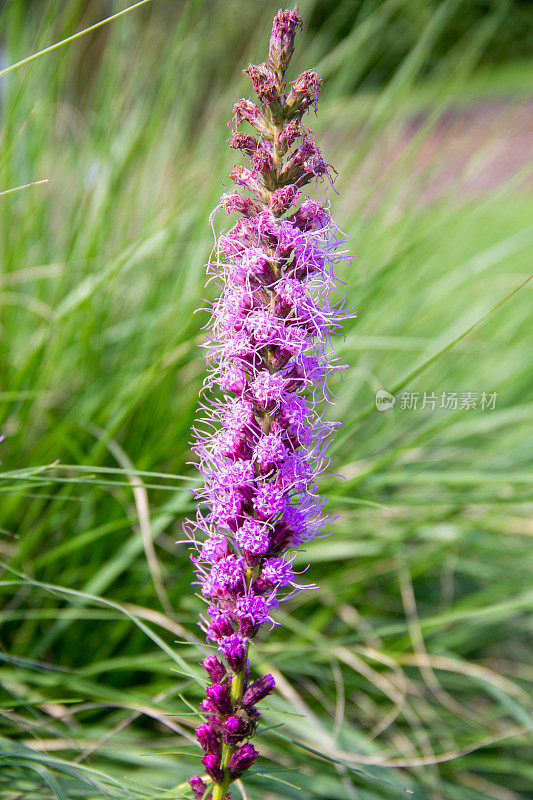 Liatris pycnostachya - Prärie-Prachtscharte